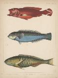 1. Triakis Scyllium, 2. Cestracion Phillippi, 1855-H. Patterson-Giclee Print