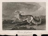 Once Known as the Persian Greyhound-H.r. Cook-Art Print
