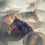 Tired Horses-H?seyin Ta?k?n-Mounted Photographic Print