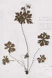 Wild Orange Lily-H^ T^ Shores-Giclee Print