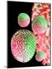 H1N1 Flu Virus Particles, Artwork-Victor Habbick-Mounted Photographic Print