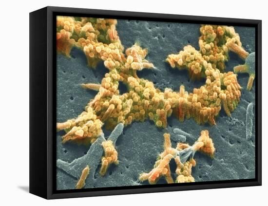 H1N1 Swine Flu Virus, SEM-Science Photo Library-Framed Premier Image Canvas