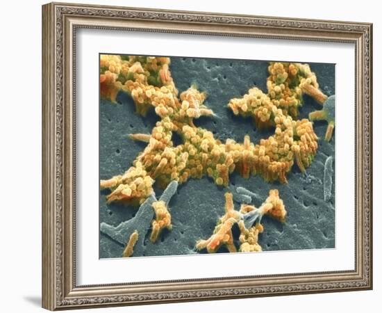 H1N1 Swine Flu Virus, SEM-Science Photo Library-Framed Photographic Print