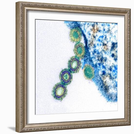 H1N1 Swine Flu Virus, TEM-Science Photo Library-Framed Premium Photographic Print