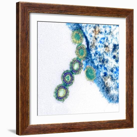 H1N1 Swine Flu Virus, TEM-Science Photo Library-Framed Premium Photographic Print