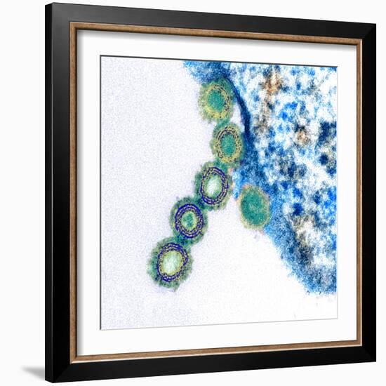 H1N1 Swine Flu Virus, TEM-Science Photo Library-Framed Premium Photographic Print