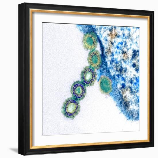 H1N1 Swine Flu Virus, TEM-Science Photo Library-Framed Premium Photographic Print