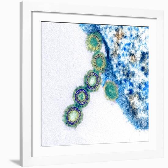 H1N1 Swine Flu Virus, TEM-Science Photo Library-Framed Photographic Print