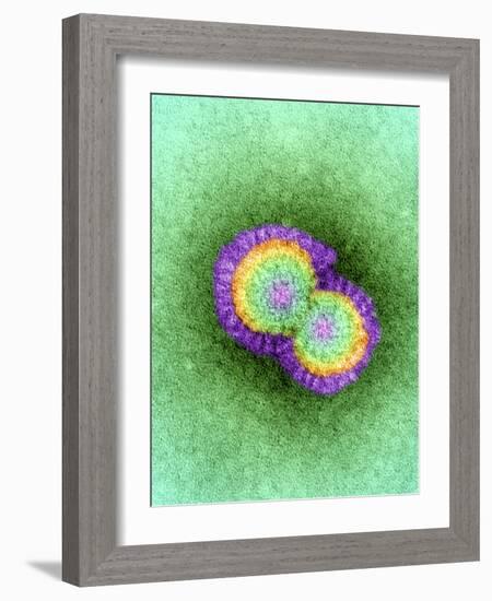 H5N1 Avian Influenza Virus Particles, TEM-Dr. Klaus Boller-Framed Photographic Print