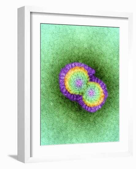 H5N1 Avian Influenza Virus Particles, TEM-Dr. Klaus Boller-Framed Photographic Print