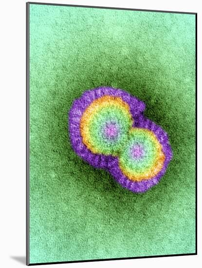 H5N1 Avian Influenza Virus Particles, TEM-Dr. Klaus Boller-Mounted Photographic Print