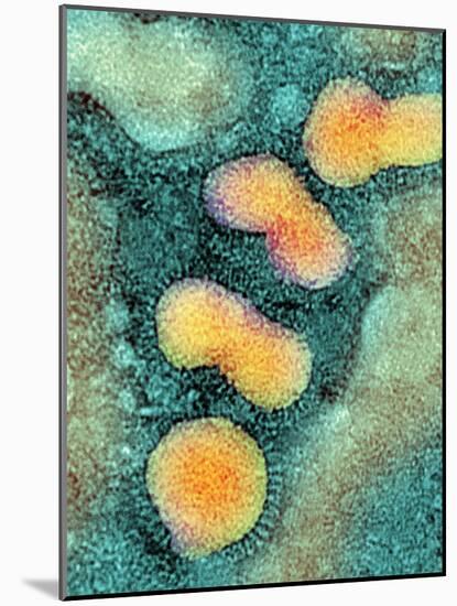H5N1 Avian Influenza Virus Particles, TEM-NIBSC-Mounted Photographic Print