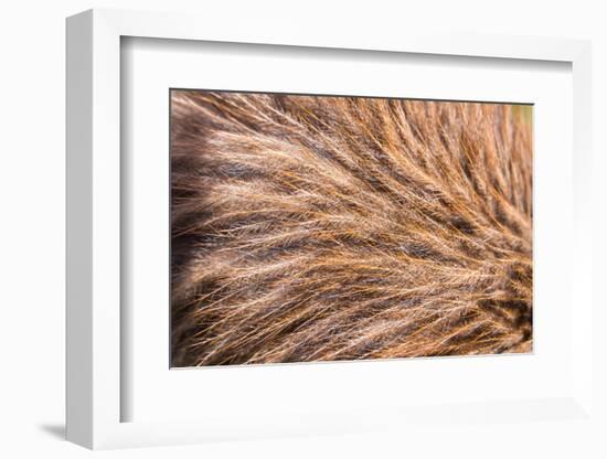 Haast tokoeke kiwi feathers, DOC Kiwi Rearing, New Zealand-Tui De Roy-Framed Photographic Print