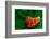 Habanero Pepper FreshSplash 2-Steve Gadomski-Framed Photographic Print