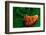 Habanero Pepper FreshSplash 2-Steve Gadomski-Framed Photographic Print