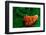 Habanero Pepper FreshSplash 2-Steve Gadomski-Framed Photographic Print