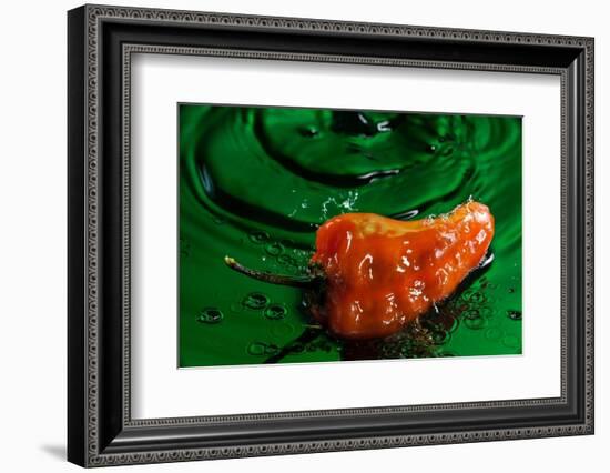 Habanero Pepper FreshSplash 2-Steve Gadomski-Framed Photographic Print