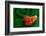 Habanero Pepper FreshSplash 2-Steve Gadomski-Framed Photographic Print