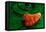 Habanero Pepper FreshSplash 2-Steve Gadomski-Framed Premier Image Canvas