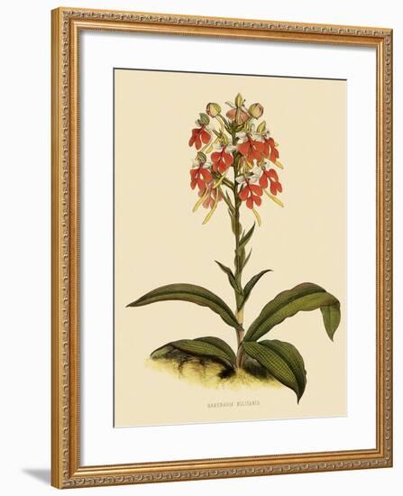 Habenaria Militaris-John Nugent Fitch-Framed Giclee Print