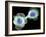 HaCaT Culture Cells, Light Micrograph-Dr. Torsten Wittmann-Framed Photographic Print