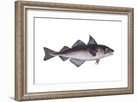 Haddock (Melanogrammus Aeglefinus), Fishes-Encyclopaedia Britannica-Framed Art Print