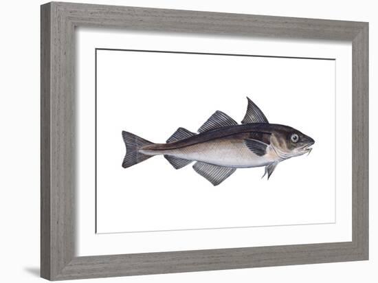 Haddock (Melanogrammus Aeglefinus), Fishes-Encyclopaedia Britannica-Framed Art Print