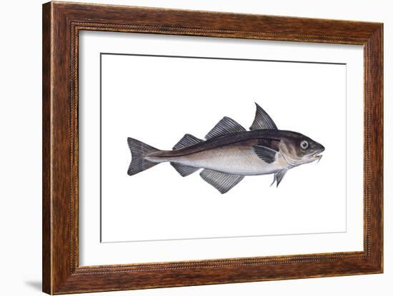 Haddock (Melanogrammus Aeglefinus), Fishes-Encyclopaedia Britannica-Framed Art Print