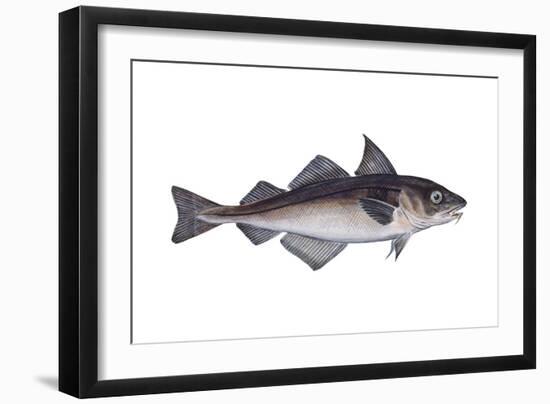 Haddock (Melanogrammus Aeglefinus), Fishes-Encyclopaedia Britannica-Framed Art Print