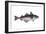 Haddock (Melanogrammus Aeglefinus), Fishes-Encyclopaedia Britannica-Framed Art Print