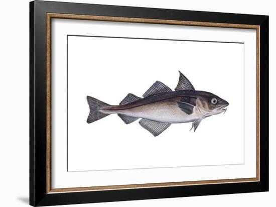 Haddock (Melanogrammus Aeglefinus), Fishes-Encyclopaedia Britannica-Framed Art Print