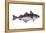 Haddock (Melanogrammus Aeglefinus), Fishes-Encyclopaedia Britannica-Framed Stretched Canvas