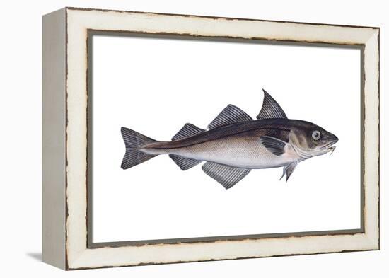 Haddock (Melanogrammus Aeglefinus), Fishes-Encyclopaedia Britannica-Framed Stretched Canvas