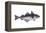 Haddock (Melanogrammus Aeglefinus), Fishes-Encyclopaedia Britannica-Framed Stretched Canvas