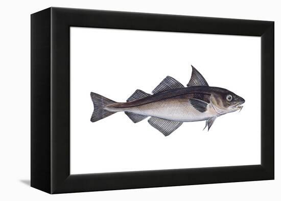 Haddock (Melanogrammus Aeglefinus), Fishes-Encyclopaedia Britannica-Framed Stretched Canvas