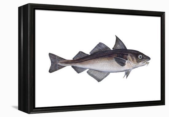 Haddock (Melanogrammus Aeglefinus), Fishes-Encyclopaedia Britannica-Framed Stretched Canvas