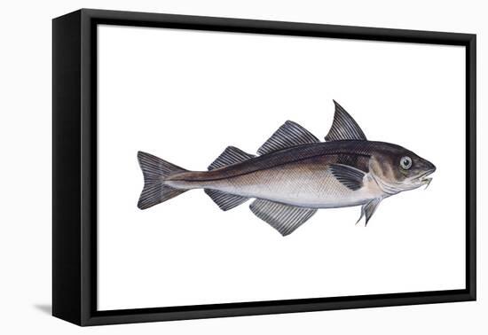 Haddock (Melanogrammus Aeglefinus), Fishes-Encyclopaedia Britannica-Framed Stretched Canvas