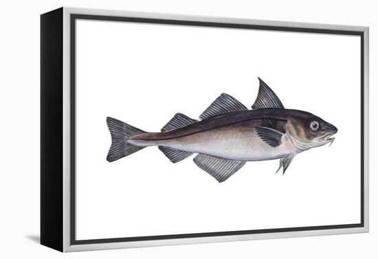 Haddock (Melanogrammus Aeglefinus), Fishes-Encyclopaedia Britannica-Framed Stretched Canvas