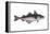 Haddock (Melanogrammus Aeglefinus), Fishes-Encyclopaedia Britannica-Framed Stretched Canvas