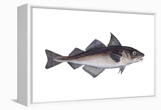 Haddock (Melanogrammus Aeglefinus), Fishes-Encyclopaedia Britannica-Framed Stretched Canvas