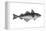 Haddock (Melanogrammus Aeglefinus), Fishes-Encyclopaedia Britannica-Framed Stretched Canvas