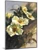 Hadfield Roses I-Clif Hadfield-Mounted Art Print