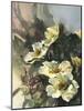 Hadfield Roses II-Clif Hadfield-Mounted Art Print