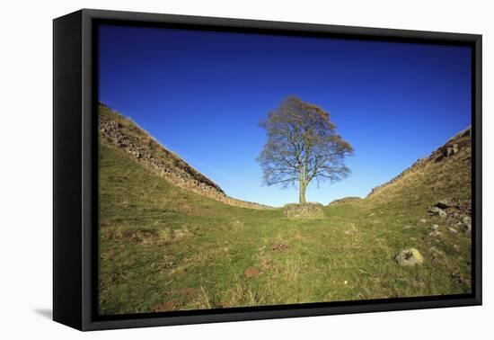 Hadrian's Wall Sycamore Gap, Beside Steel Rig, Autumn-null-Framed Premier Image Canvas