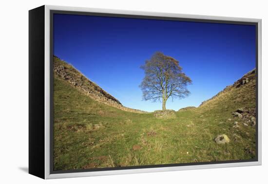 Hadrian's Wall Sycamore Gap, Beside Steel Rig, Autumn-null-Framed Premier Image Canvas