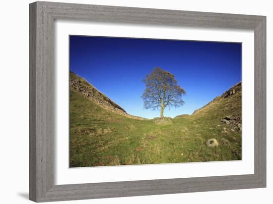 Hadrian's Wall Sycamore Gap, Beside Steel Rig, Autumn-null-Framed Photographic Print