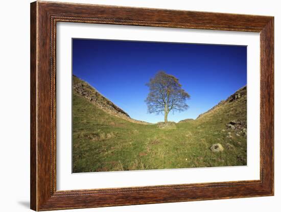 Hadrian's Wall Sycamore Gap, Beside Steel Rig, Autumn-null-Framed Photographic Print