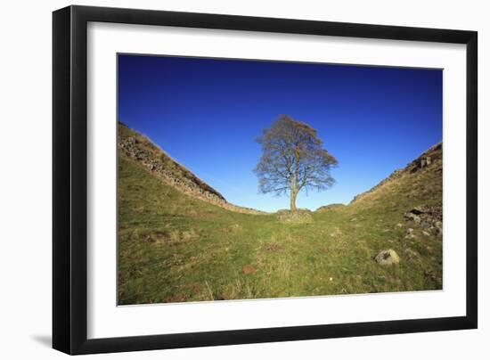 Hadrian's Wall Sycamore Gap, Beside Steel Rig, Autumn-null-Framed Photographic Print