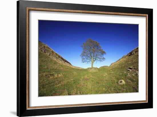Hadrian's Wall Sycamore Gap, Beside Steel Rig, Autumn-null-Framed Photographic Print
