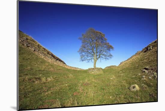 Hadrian's Wall Sycamore Gap, Beside Steel Rig, Autumn-null-Mounted Photographic Print